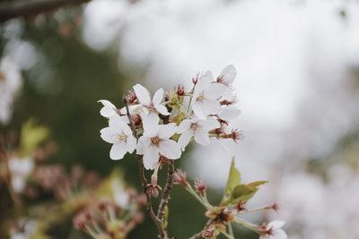 Close-up of white flowers on tree