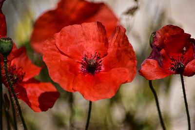 Close-up of red poppy flowers