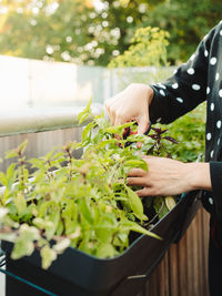 Midsection of person holding and cutting basil leaves