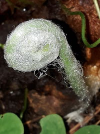 Close-up of fresh green plant