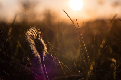 Close-up of plant during sunset