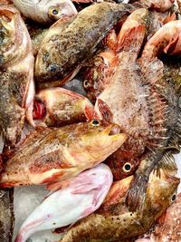 High angle view of fish for sale in market