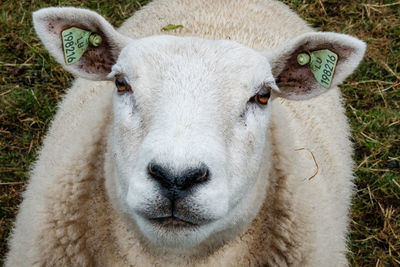 Close-up portrait of sheep