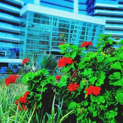 Close-up of red flowers blooming in city