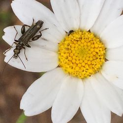Close-up of insect on white flower