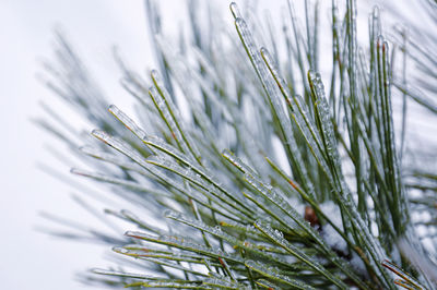 Close-up of icicles on pine tree needles 