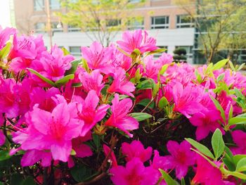 Close-up of pink flowers