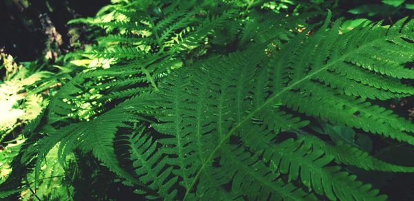 Close-up of fern leaves on tree in forest