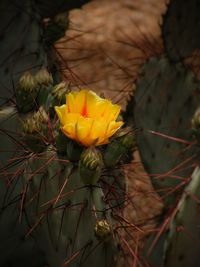 Close-up of yellow flowers