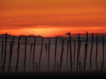 Silhouette  wooden posts on hop field against orange sky