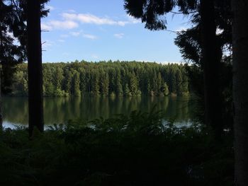 Scenic view of lake in forest against sky