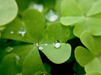 Close-up of water drops on leaves