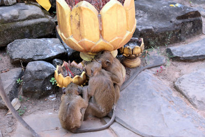 High angle view of monkey eating food