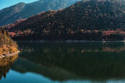 Scenic view of lake in forest