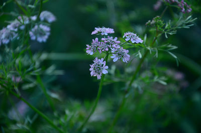 Close-up of purple flowering plant of coriander