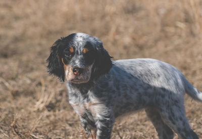 Portrait of dog standing on field