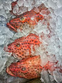 Close-up of red fish on ice