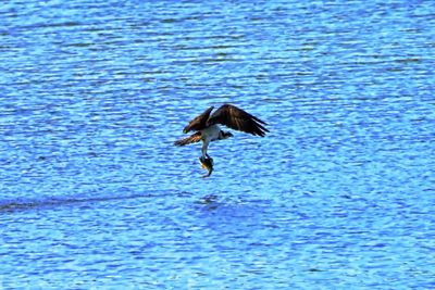 Bird flying over sea