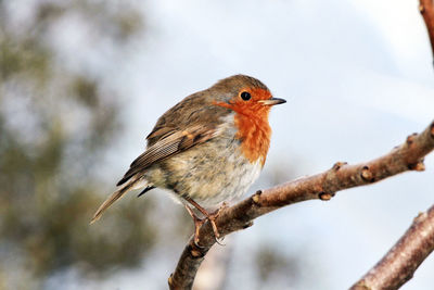 Robin bird sitting on a tree branch.