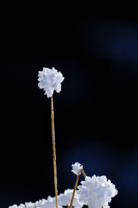 Low angle view of sky at night