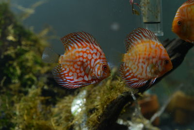 Close-up of fish swimming in sea