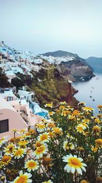 High angle view of flowering plants and buildings against sky