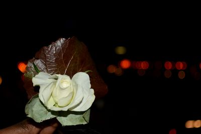 Close-up of rose over black background