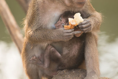 Close-up of long-tailed macaque holding food while feeding infant at zoo