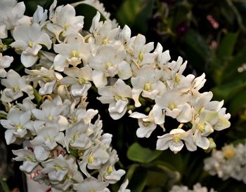 Close-up of white flowering plant