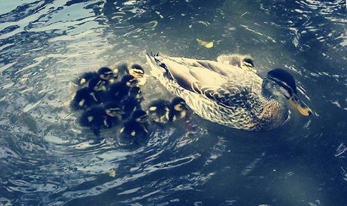 Close up of animal in pond