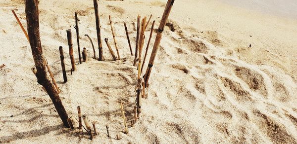 High angle view of plants on beach