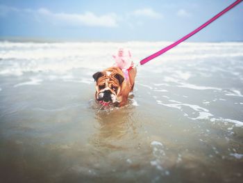 Dog walking in sea