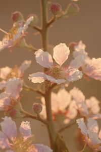 Close-up of cherry blossom