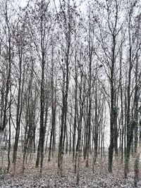 Bare trees in forest during winter