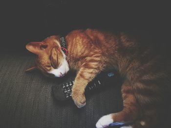 Close-up of cat lying on floor