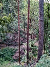 Trees in forest