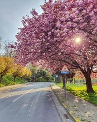 Street amidst pink flowering tree against sky