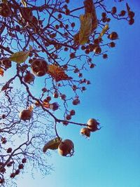 Low angle view of tree against sky