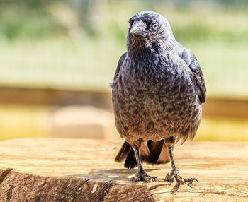 Close-up of owl perching on wood