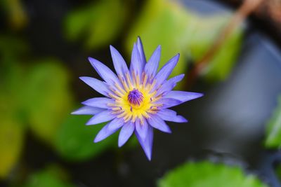 Close-up of purple flower