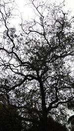 Low angle view of bird on tree against sky