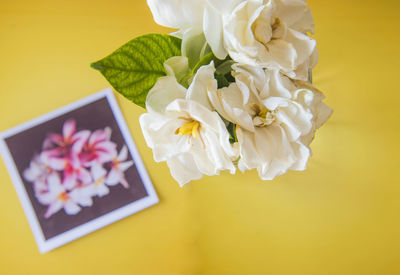 Close-up of white flowers and photograph on yellow background