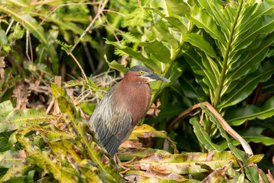 Camouflaged little green heron butorides virescens bird in a bush in sarasota, florida