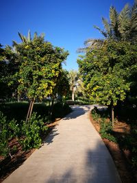 Footpath amidst trees and plants against sky