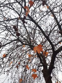 Low angle view of flowering tree against sky