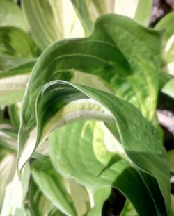 Close-up of fresh green plant