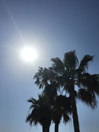 Low angle view of silhouette palm tree against sky