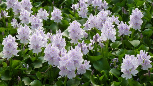 Close-up of purple flowering plants