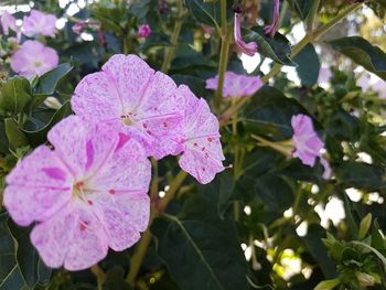 Close-up of wet pink flowers blooming outdoors