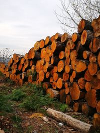 Stack of logs against sky